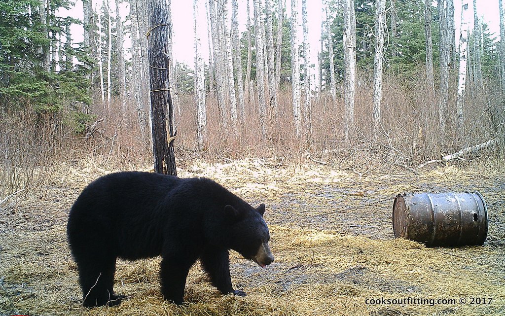 saskatchewan-black-bear-hunts-7 – Cooks Outfitting Hunting Saskatchewan ...